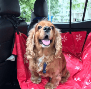 pet3 1 300x293 Safe Pet Transport in Singapore: How to Ensure Comfort and Care During the Journey